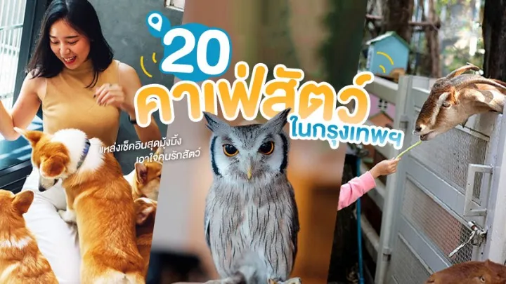 คาเฟ่ สัตว์เลี้ยง