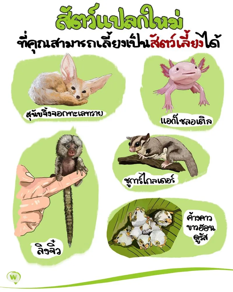 สัตว์เลี้ยง คล้ายกระรอก