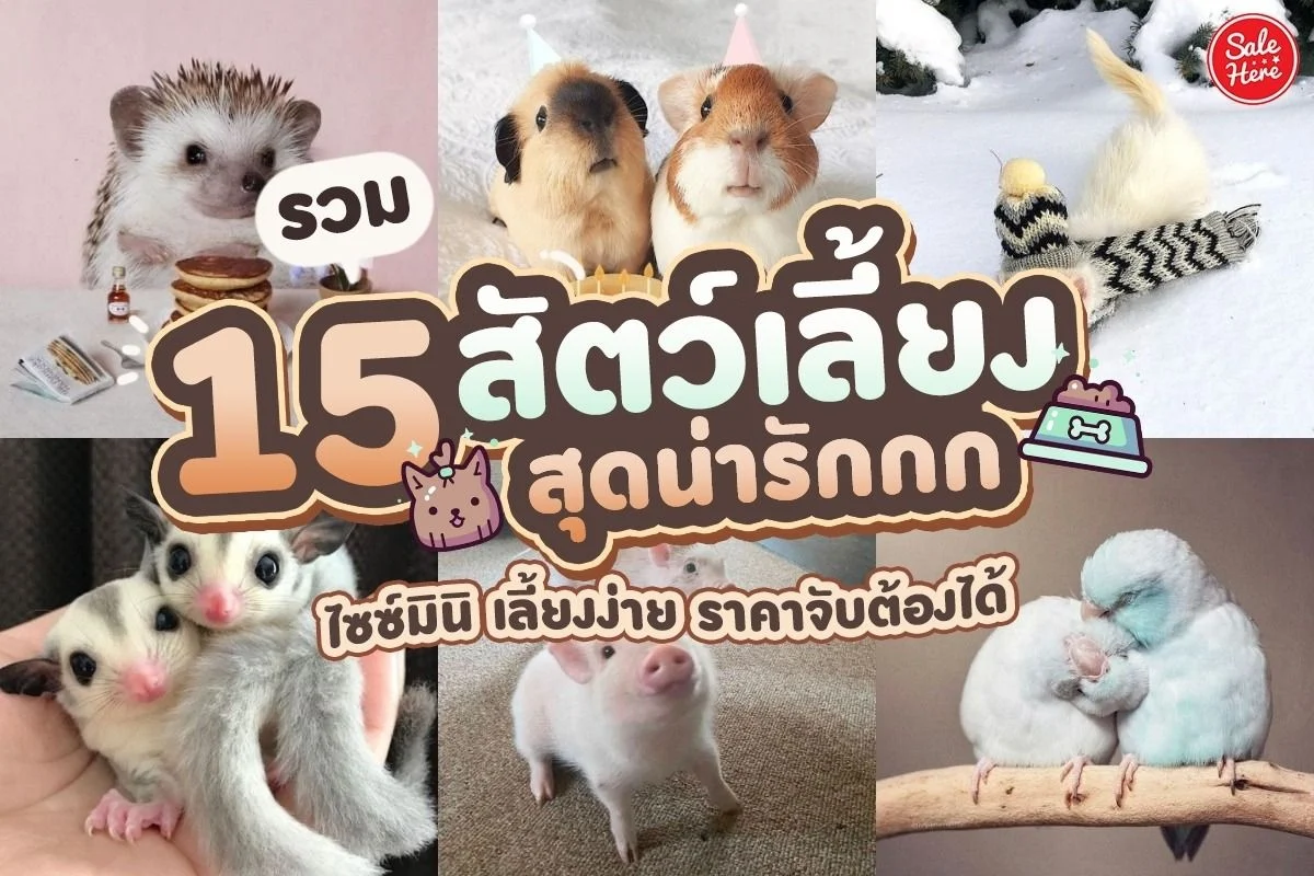 สัตว์เลี้ยง น่ารัก