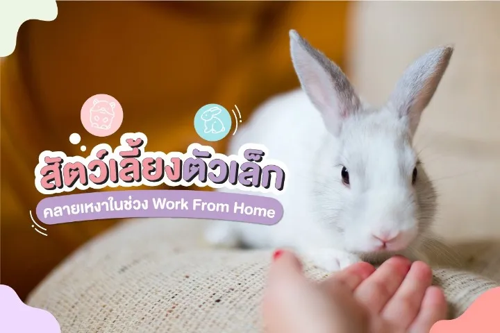 สัตว์เลี้ยง ตัวเล็ก