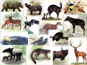 สัตว์ สงวน