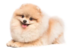 สุนัข