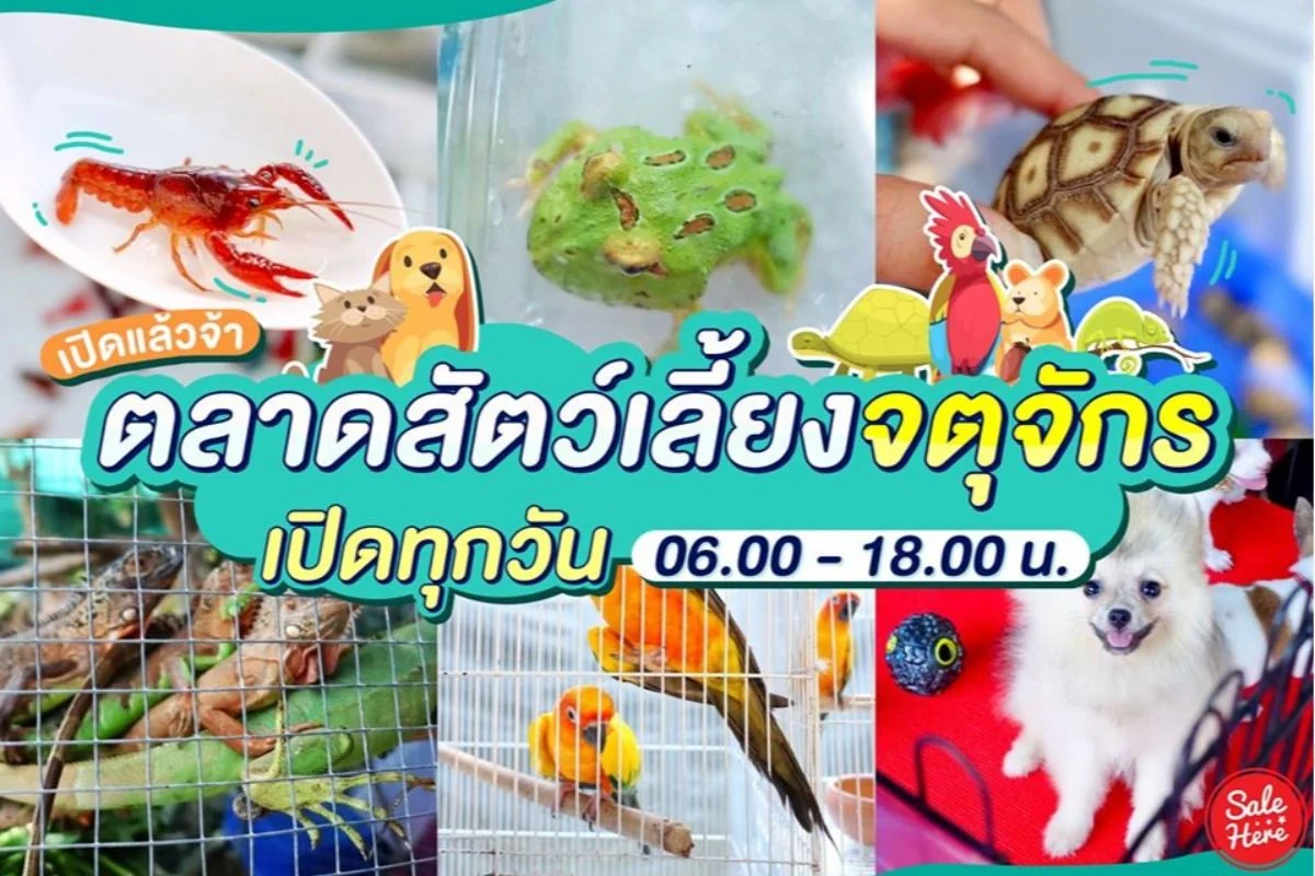 ตลาด สัตว์ เลี้ยง จตุจักร