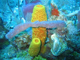 ฟองน้ํา สัตว์