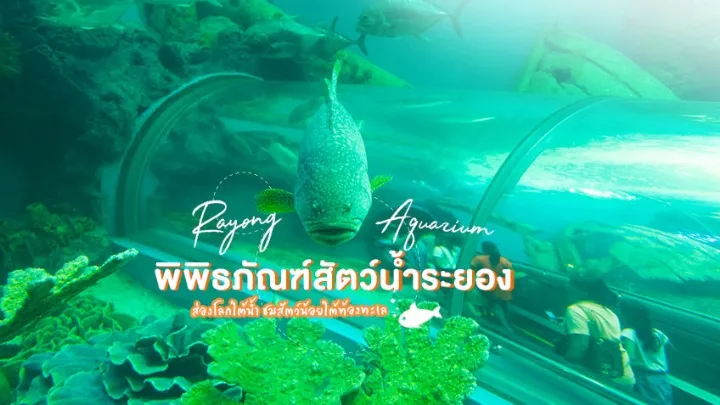 พิพิธภัณฑ์ สัตว์ น้ํา ระยอง