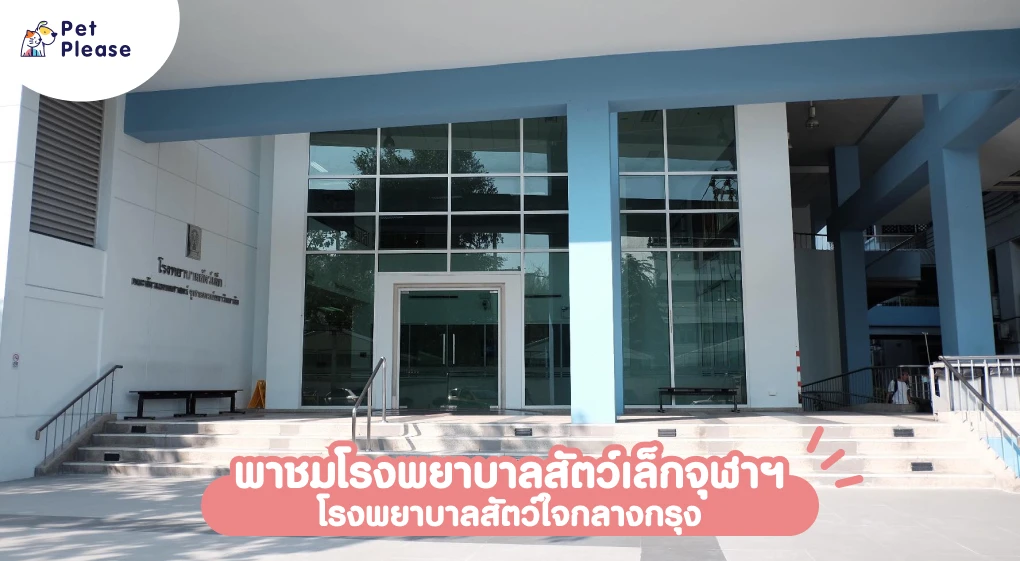 รพ สัตว์ จุฬา