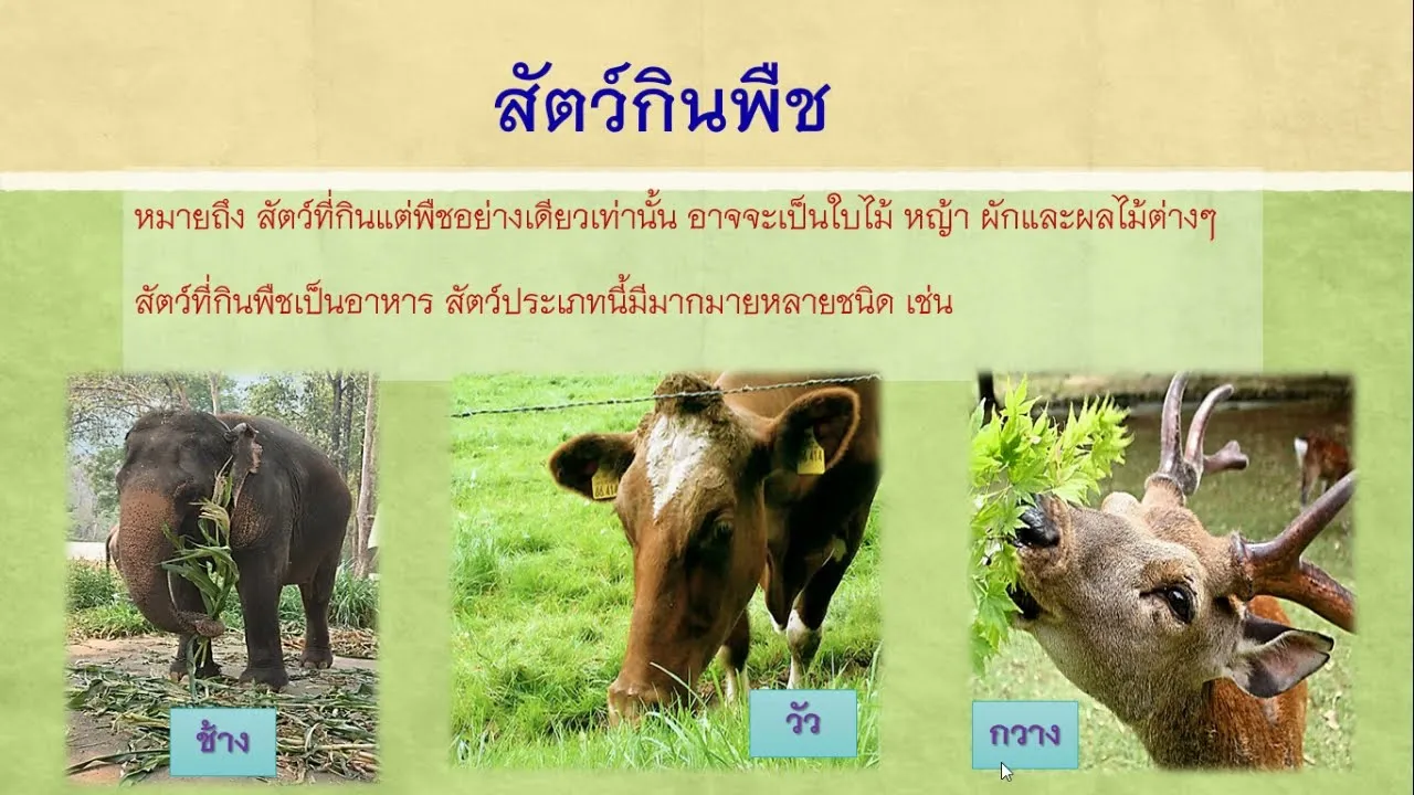 สัตว์ กินพืช