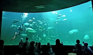 พิพิธภัณฑ์ สัตว์ น้ํา สมุทรสาคร